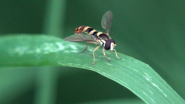 Hoverfly, Sphaerophoria Rueppellii, fly hovering or nectaring, macro view a insect