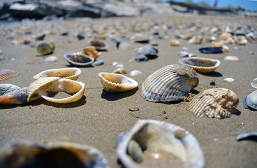 Close up view on seashells on the beach in the sand in sunny day, selective focus