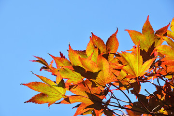 Close up red and yellow acer leaves over blue sky