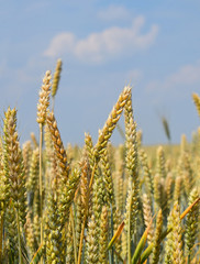 Close up field of wheat under clear blue sky