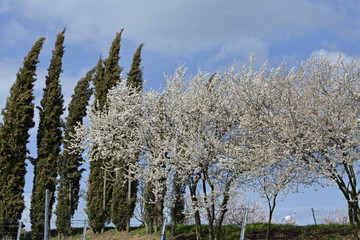 mandelblüte bei Neustadt-gimmeldingen