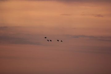 Evening at Neva bay