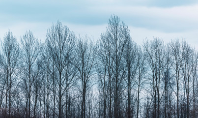Naklejka premium Wiersz nagie drzewa zimą pod zachmurzonym niebie.