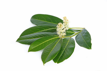 Feuilles de laurier palme