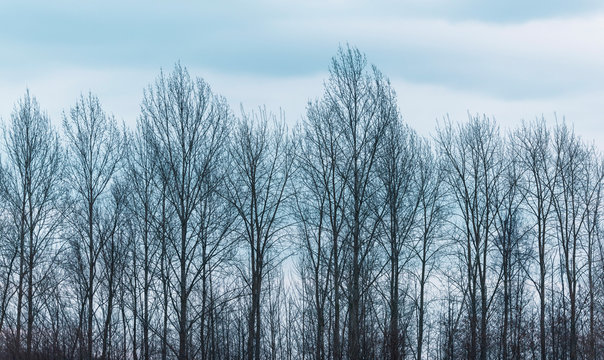 Fototapeta Row of bare winter trees under cloudy sky.