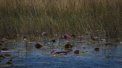 Waterlily in the river Okavango Delta in Botswana, Africa