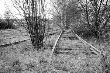 Dystopic image of a deserted and abandoned railroad. Trees and bushes that grow between the rails.