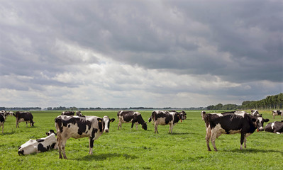 Cows grazing in Dutch meadow