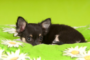 Müder Chihuahua Welpe auf grüner Decke