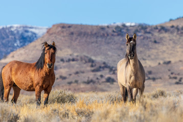 Pair of Wild Horse Stallions