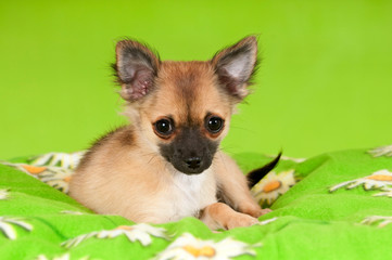 Chihuahua Welpe auf grüner Decke