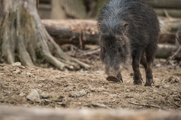 Close portrait of Collared Peccary (Pecari tajacu).