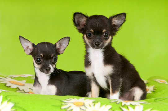 Zwei Chihuahua Welpen auf gr&uuml;ner Decke