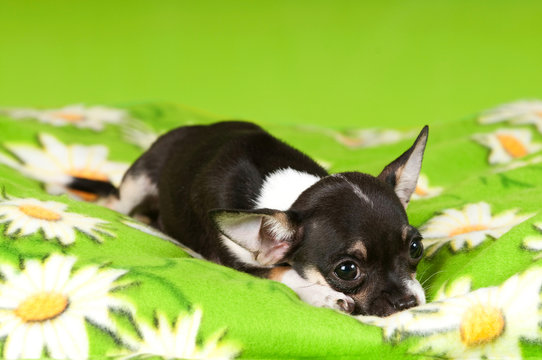 Chihuahua Welpe auf gr&uuml;ner Decke