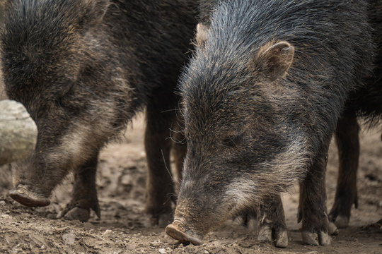 Close portrait of Collared Peccary (Pecari tajacu). - Powered by Adobe