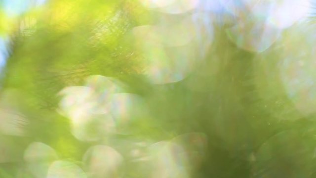 Closeup view of blurry sunny green branches of evergreen trees with bright sunlight and sunshine. Beautiful shiny nature background. Real time full hd video footage.