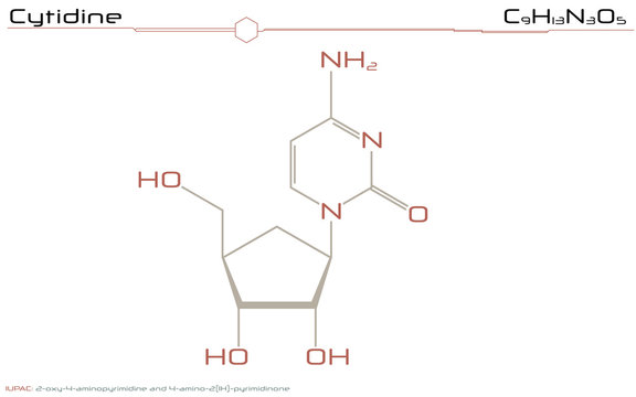 Large and detailed infographic of the molecule of Cytidine