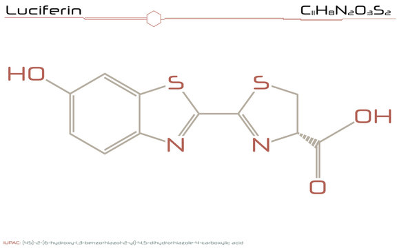 Luciferin Bilder Durchsuchen 90 Archivfotos, und