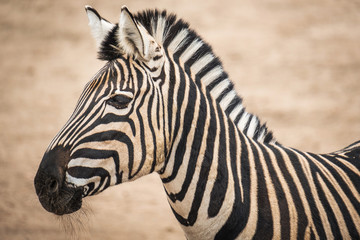 Fototapeta na wymiar Portrait of Chapmans Zebra (Equus quagga chapmani).