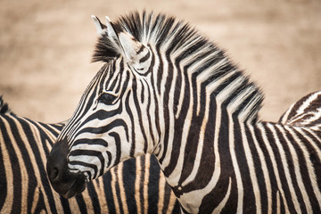 Obraz na płótnie Canvas Portrait of Chapmans Zebra (Equus quagga chapmani).