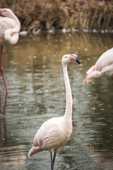 Close portrait of Flamingo Greater Flamingo / Phoenicopterus roseus.