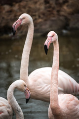 Close portrait of Flamingo Greater Flamingo / Phoenicopterus roseus.