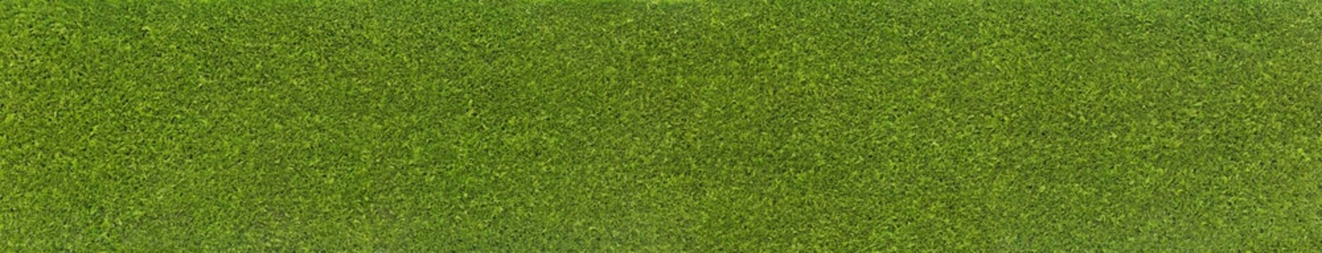 Gartenhecke, (Thuja Hecke)