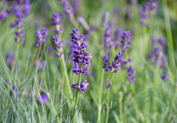 Close up purple lavender flowers in green grass