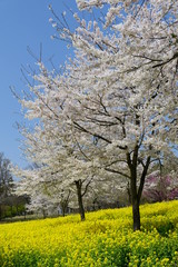 赤城南面千本桜。桜と菜の花。前橋　群馬　日本。４月初旬。