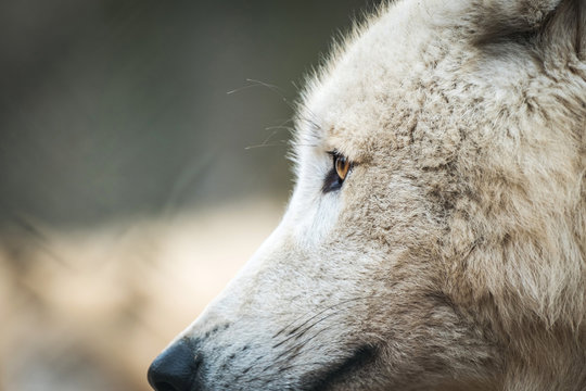Portrait of Arctic Wolf (Canis lupus arctos) aka Polar Wolf or White Wolf.