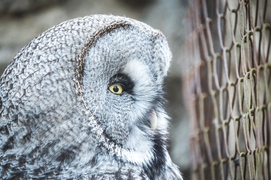 Close portrait of Great Grey Owl, Lapland Owl (Strix nebulosa).