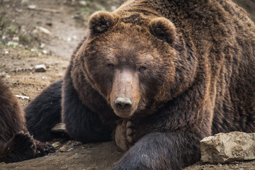 Fototapeta na wymiar Close portrait of brown bear (Ursus arctos beringianus).