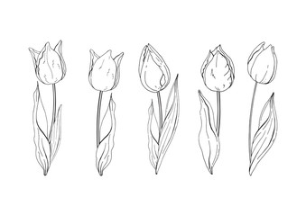 Flowers isolated on background. Vector. Hand drawn vector tulips set. Sketch