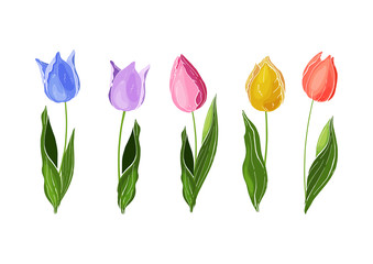 Flowers isolated on background. Vector. Hand drawn vector colorful tulips set.