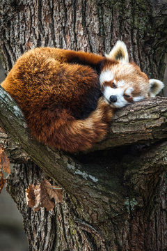 Red Panda, Firefox or Lesser Panda (Ailurus fulgens) resting in a tree.