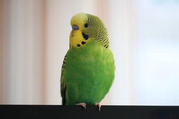 Leo the Budgie