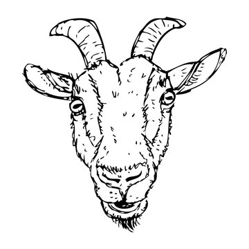 Vector illustration of funny portrait of sketched goat