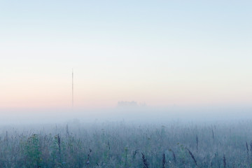 fog in the field