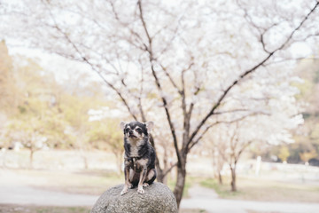 Gray chihuahua is sitting in front of cherry blossoms