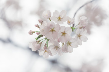 Fototapeta premium cherry blossom