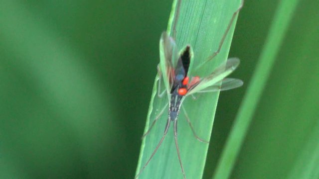 Stenodema is genus of true bug in Miridae family sitt in green leaf, macro a herb view, ed eggs on belly