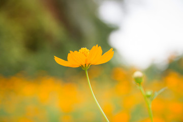 Yellow flowers. Yellow Cosmos with green leaves in Garden. Selective focus.