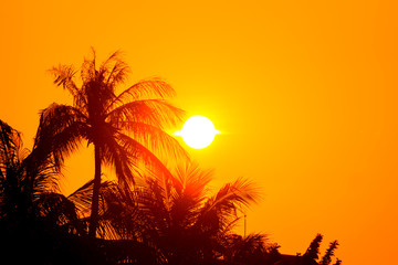 Fototapeta na wymiar Sunset Beach with palm trees and sky landscape.