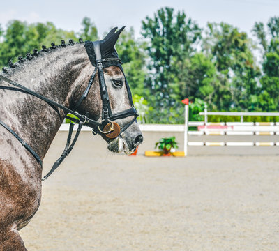 Gray horse during showjumping competition. Side view head shot of a beautiful stallion. Blur green trees and hurdles as background. Copy space for your text. Horizontal photo banner for website header