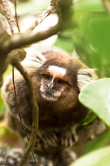 Howler monkey and marmoset.