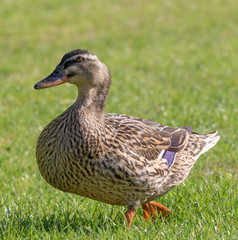 Duck in the grass.