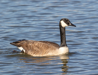 Canadian Goose out for a swim