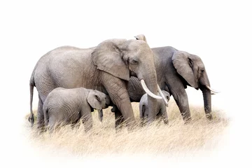 Papier Peint photo Éléphant Groupe d& 39 éléphants d& 39 Afrique isolé