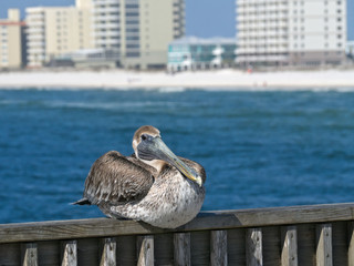 Brown Pelican - pelecanus occidentalis - closeup of single bird resting on railing with water beach and highrise buildings of Gulf Shores Alabama in background