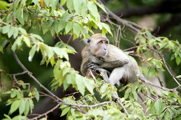 Naklejka na ściany i meble The monkeys sitting on a large tree happily 